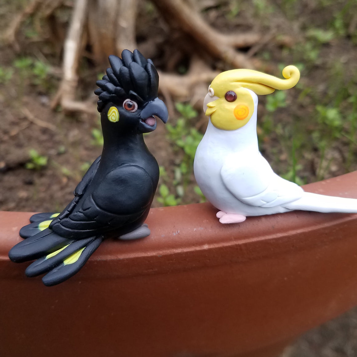 Cockatiels and Cockatoos