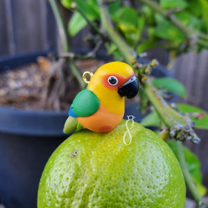 Jenday Conure Charm