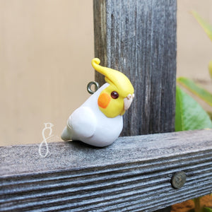 Lutino Cockatiel Charm